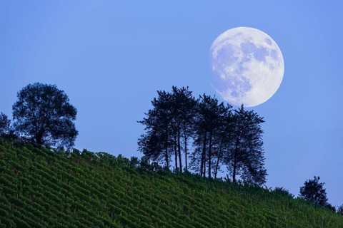 Moonrise over vineyard