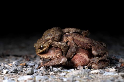 Common toad