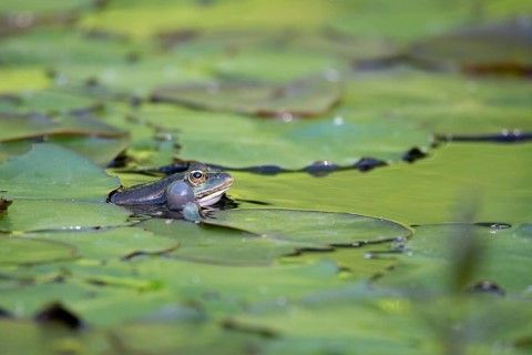 Marsh frog
