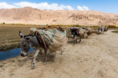 Donkey caravan
