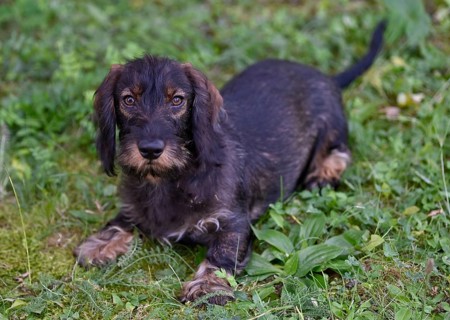 Wire-haired dachshund