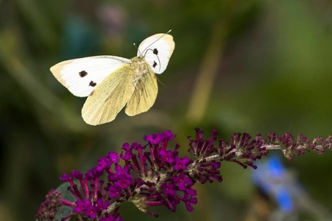 Cabbage butterfly