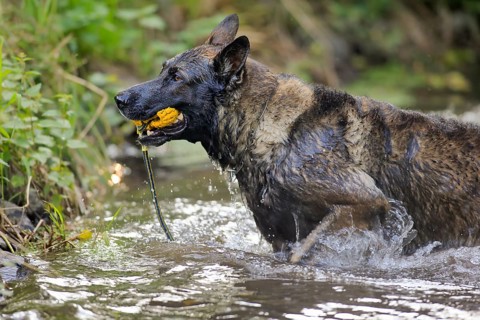 German shepherd Domestic dog