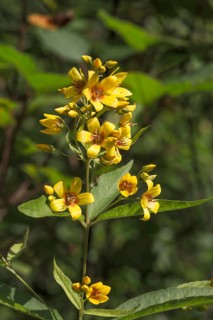 Common Yellow loosestrife