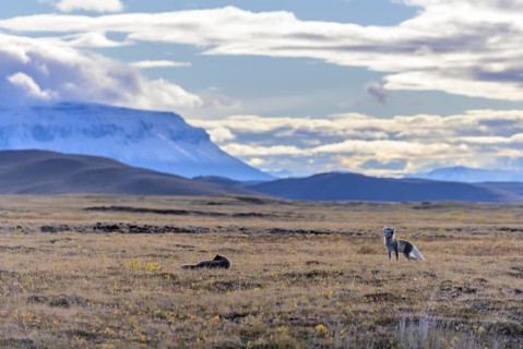 Young Arctic foxes