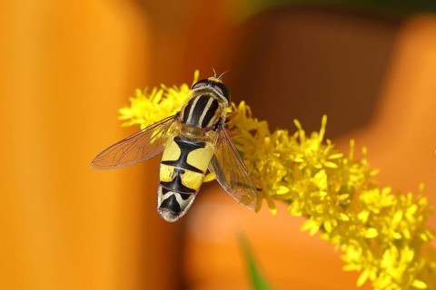 Hoverfly