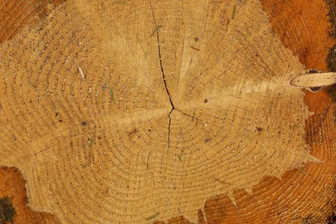 Cross section through a tree trunk with annual rings