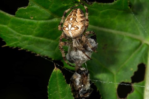 European garden spider