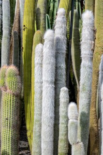 Cacti collection in the town garden of Ueberlingen on Lake Constance