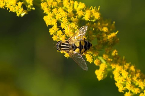 Hoverfly