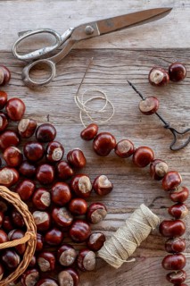 Chestnut string with seeds of the common sweet buckeye