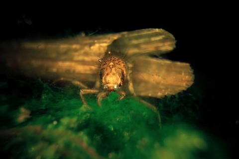 Caddisfly