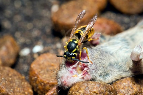 A Wasps