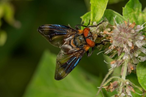 Tachinid Fly