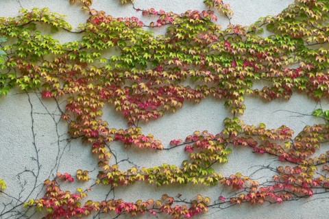 Boston ivy