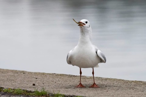 Black headed gull