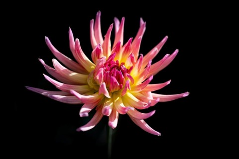 Semi-cactus Dahlias