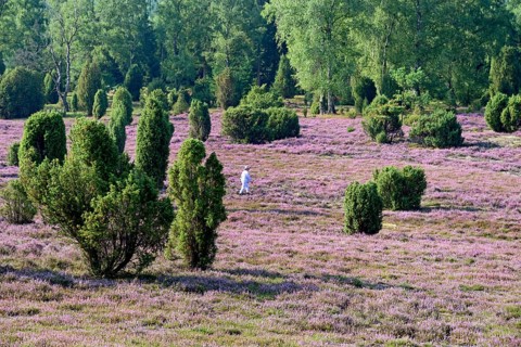 View over the extensive Ellerndorf juniper heath at flowering time of the Common Heather