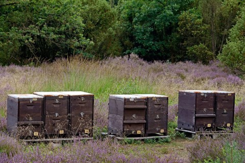 Heathland