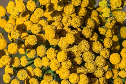 Flowers of Tansy