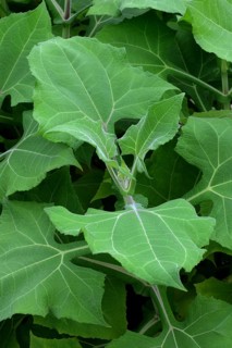 Leaves of the yacon plant