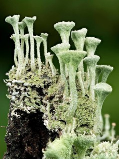 Cup lichen