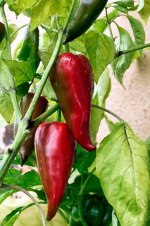 Ripe pointed peppers