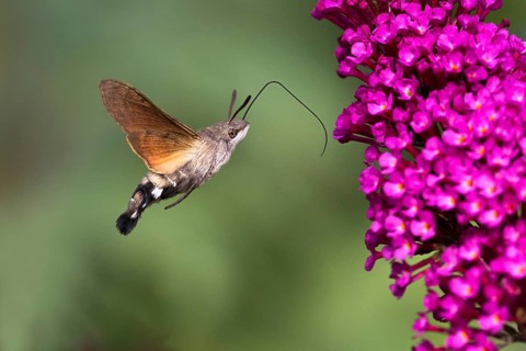 Hummingbird hawk-moth