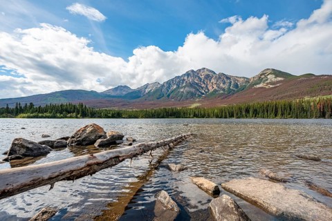 Rocks and tree trunks on the shore of Pyramid Lake