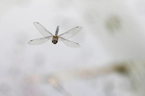 Flying Migrant Hawker
