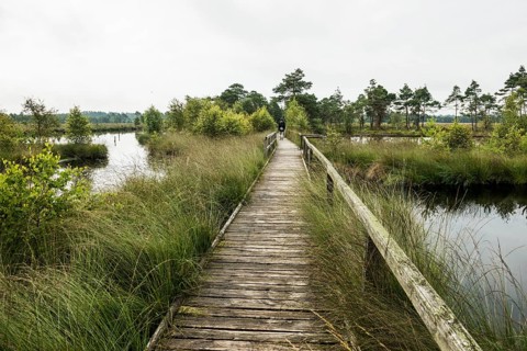 Pietzmmoor
