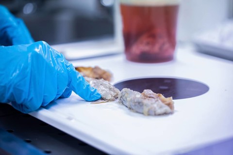 Laboratory technician prepares sample from a bovine animal in the food control laboratory with knife