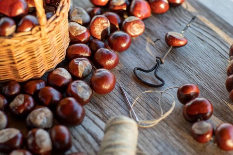 Chestnut string with seeds of the common sweet buckeye