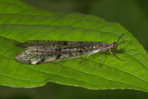 European ant lion