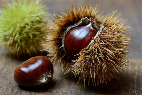Fruit of the sweet chestnut