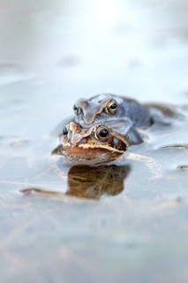 Moor frog