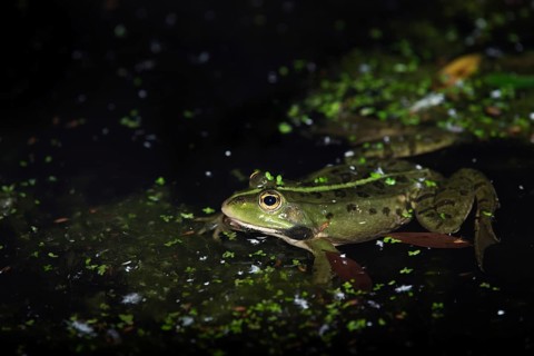 Marsh frog