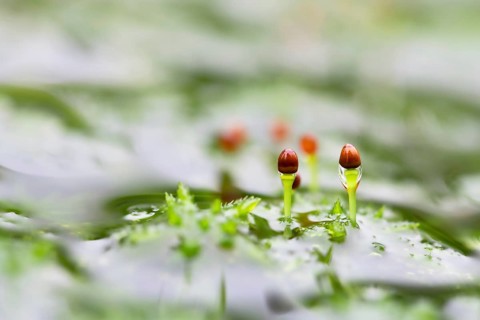 Peat mosses