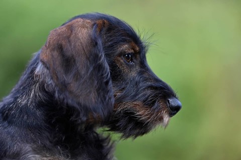 Wire-haired dachshund