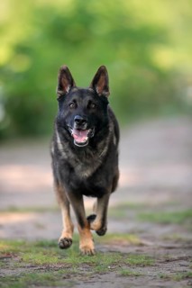 German shepherd Domestic dog