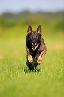 German shepherd Domestic dog
