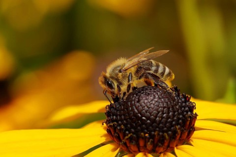 Honey bee