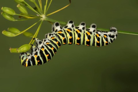 Swallowtail