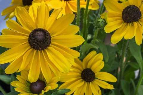 Yellow coneflower