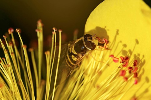 Female hoverfly