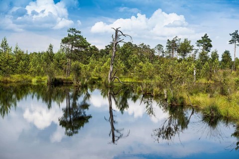 Pietzmmoor