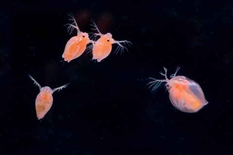 Daphnia magna