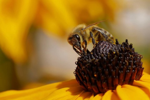 Honey bee