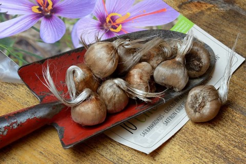Crocus tubers on planter