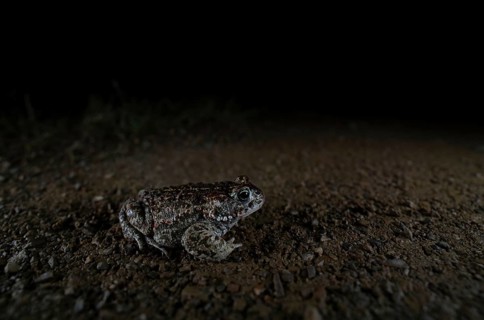 Natterjack toad